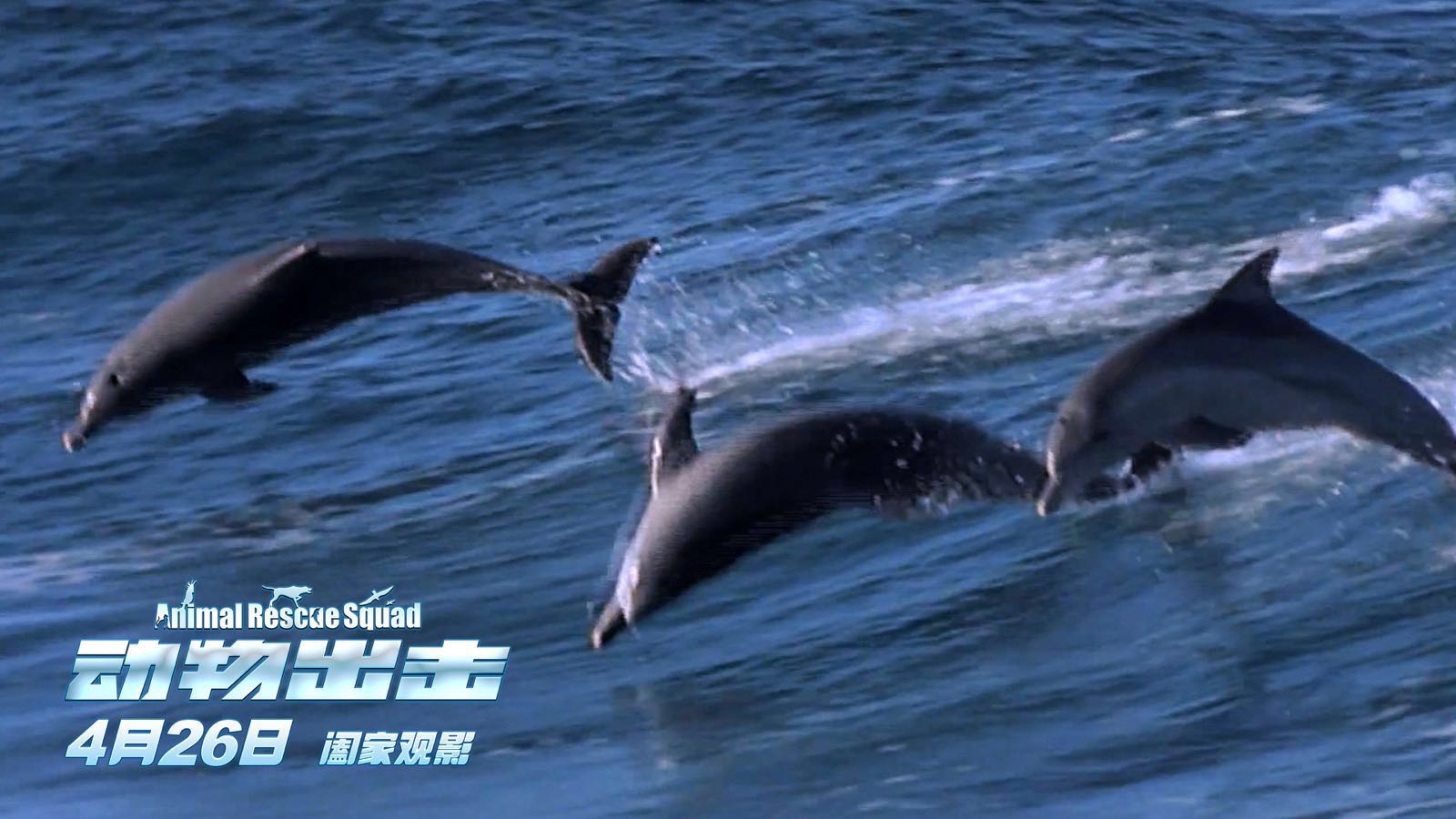 海豚.jpg